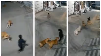 'കൂട്ടം ചേര്‍ന്ന് വളഞ്ഞ് നായ്ക്കള്‍, അലറി വിളിച്ച് കുഞ്ഞ്...; കുട്ടിയുടെ അത്ഭുതകരമായ രക്ഷപ്പെടല്‍ ദൃശ്യം വൈറൽ