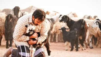 വിമര്ശനങ്ങള് കളക്ഷനെ ബാധിച്ചോ? 'ആടുജീവിതം' കേരളത്തില് നിന്ന് ഒരാഴ്ച കൊണ്ട് നേടിയത്