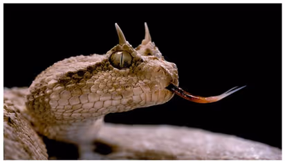 കൊടിയ വിഷം, കണ്ണുകള്‍ക്ക് മുകളില്‍ കൊമ്പ്; ഇവനാണ് സഹാറന്‍ അണലി 