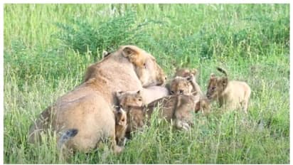 'വാടാ മക്കളേ... വന്ന് പാല് കുടിക്ക്...'; അമ്മ വിളിച്ചപ്പോൾ ഓടിയെത്തിയത് ആറ് സിംഹ കുട്ടികൾ, വൈറൽ വീഡിയോ കാണാം