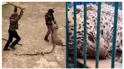 വല്ലഭന് പുല്ലും ആയുധം; വെറും വടി കൊണ്ട് പുള്ളിപ്പുലിയെ കീഴടക്കി വനം വകുപ്പ് ഉദ്യോഗസ്ഥർ, കൈയടി!