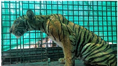 'അപകടകാരിയല്ല'; മൂന്നാനക്കുഴിയിൽ കിണറ്റിൽ നിന്ന് രക്ഷപ്പെടുത്തിയ പെൺകടുവയെ തുറന്നുവിട്ടു