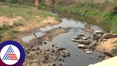 Drought looms over Chikkamagaluru as rivers run dry in Karnataka's coffee hub; check details