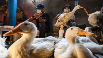 Bird flu epidemic '100 times terrible' than Covid pandemic, researchers warn