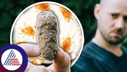 ಯಬ್ಬಾ, ಸ್ಪೈಡರ್ ಚೀಸ್ ಅಂತೆ, ಅದ್ಹೇಗೆ ಮಾಡ್ತಾರೋ, ಯಾರು ತಿಂತಾರೋ ಗೊತ್ತಿಲ್ಲ!