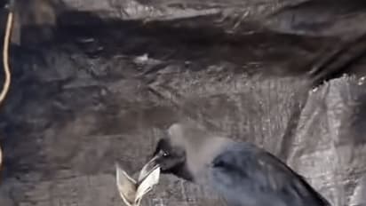 Clever crow steals Rs 500 note, sparks hilarious pursuit (WATCH)
