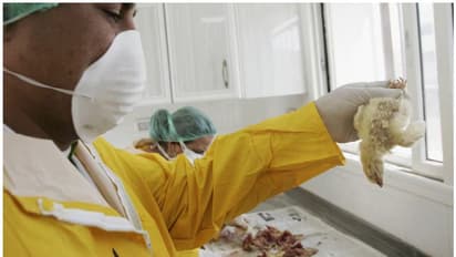 എച്ച്5എൻ1 വൈറസ് ഭീതിയിൽ ലോകം, കൊവിഡിനേക്കാൾ 100 മടങ്ങ് ഭീകരനായ പകർച്ചവ്യാധി; വിദഗ്ധരുടെ മുന്നറിയിപ്പ്