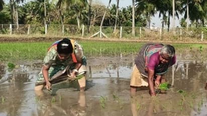 ஊழல் செய்வதில் கருணாநிதியை யாராலும் அடிச்சக்கவே முடியாது! வயலில் இறங்கி நாற்று நட்டு வாக்கு சேகரித்த திலகபாமா!