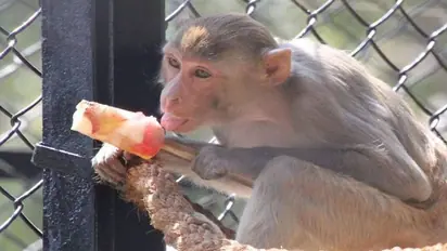 ಬೆಂಗಳೂರು: ಬನ್ನೇರುಘಟ್ಟ ಪಾರ್ಕಲ್ಲಿ ಪ್ರಾಣಿಗಳಿಗೆ ತರಕಾರಿ, ಹಣ್ಣಿನ ಐಸ್‌ಕ್ಯಾಂಡಿ..!