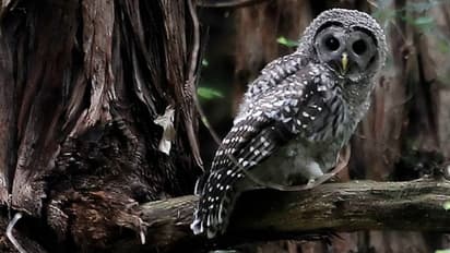 'അതിഥിയായെത്തി പാരയായി', 5 ലക്ഷം മൂങ്ങകളെ കൊന്നൊടുക്കാനുള്ള നീക്കത്തിൽ ഈ രാജ്യം, പ്രതിഷേധം 