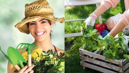  खिलखिला उठेंगे आपकी बगियां के पौधे जब गर्मियों में इस तरह से करेंगे देखभाल