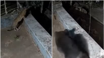 ഒരേ വീടിന്റെ ടെറസില് പുലിയും കരടിയും; പുറത്തിറങ്ങാൻ പേടിച്ച് നാട്ടുകാര്