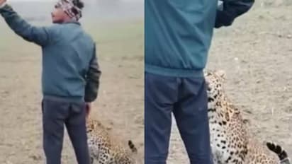 ലേ പുലി: അപ്പൊ നാൻ പൊട്ടനാ; പുള്ളിപ്പുലിക്കൊപ്പം കർഷകന്റെ കൂൾ സെൽഫി, ലൈക്കും വിമർശനവും വാരിക്കൂട്ടി വീഡിയോ