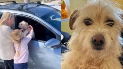 9 മാസം, 3000 കിലോമീറ്റർ, ഒടുവിൽ‌ മിഷിക തിരികെ വീട്ടിലേക്ക്, എല്ലാവരും ഹാപ്പി