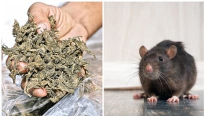 പൊലീസ് പിടിച്ചെടുത്ത 19 കിലോ കഞ്ചാവ് കാണാനില്ല; പൊടിപോലുമില്ലാതെ എല്ലാം എലി തിന്നുത‍ീർത്തെന്ന് ഉദ്യോഗസ്ഥർ,