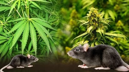 गजब! मालखाने में रखे 19 किग्रा. गांजा-भांग खा गए चूहे- झारखंड पुलिस की रिपोर्ट देख चौंक पड़े जज साहब