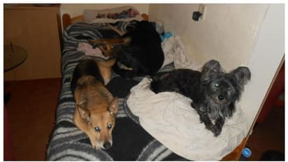 ദമ്പതികൾക്ക് 1.35 കോടി പിഴ;  പോഷകാഹാര കുറവുള്ള 159 വളർത്തുമൃഗങ്ങളെ ഇടുങ്ങിയ അപ്പാർട്ട്മെന്‍റിൽ പാർപ്പിച്ചതിന് 