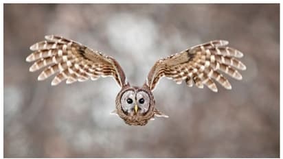 ಹಕ್ಕಿಗಳ ಕೂಗಿನ ಶಕುನ: ಯಾವ ಹಕ್ಕಿ ಮನೆ ಬಳಿ ಕೂಗಿದರೆ ಏನು ಫಲ?