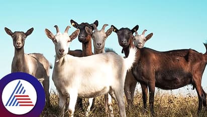 ಮೇಕೆ ಉಚಿತ …ತೆಗೆದುಕೊಂಡು ಹೋಗಿ ಪ್ಲೀಸ್, ಯಾರು ಈ ರೀತಿ ಡಿಮ್ಯಾಂಡ್ ಮಾಡ್ತಿರೋದು?