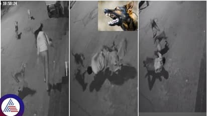 #Watch: ಆಜಾನುಬಾಹು ವ್ಯಕ್ತಿಯ ಮೇಲೆ ದಾಳಿ ಮಾಡಿದ ರಕ್ಕಸ ಬೀದಿ ನಾಯಿಗಳು; ಇನ್ನು ಚಿಕ್ಕ ಮಕ್ಕಳ ಪಾಡೇನು?
