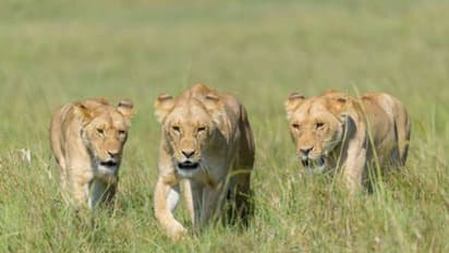 തോലും തലയും ട്രോഫിയായി കണക്കാക്കും, പണം നൽകിയാൽ‌ സിംഹത്തെ വേട്ടയാടിക്കൊല്ലാം, പക്ഷേ ഇനിയില്ല ‘ട്രോഫി ഹണ്ടിങ്’ 