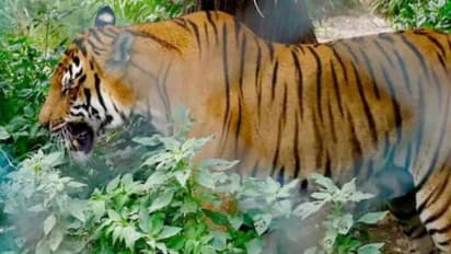 പേരാമ്പ്ര എസ്റ്റേറ്റ്, കൂരാച്ചുണ്ട് ഭാഗങ്ങളില് കടുവയുടെ സാന്നിദ്ധ്യം; ജാഗ്രതാ നിർദ്ദേശം