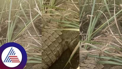 ಬಿರು ಬಿಸಲಿಗೆ ಬರಿದಾದ ಕೃಷ್ಣೆ; ಆಹಾರ ಅರಸಿ ರೈತರ ಗದ್ದೆಗೆ ನುಗ್ಗಿದ ಬೃಹತ್ ಗಾತ್ರದ ಮೊಸಳೆ!