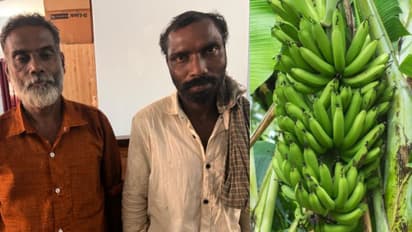 'വിഷുവിന് വിൽക്കാൻ വെച്ചതാ സാറേ, എല്ലാം വെട്ടി'; വയനാട്ടിൽ വാഴക്കുല മോഷണം, രണ്ടുപേർ പിടിയിൽ
