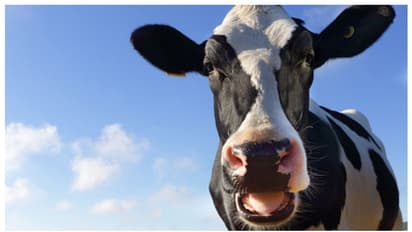 കോഴി കൂവും പശു അമറും; ഇതിന് എതിരെ കേസെടുക്കാന് പറ്റില്ലെന്ന് നിയമം പാസാക്കി ഫ്രാന്സ്