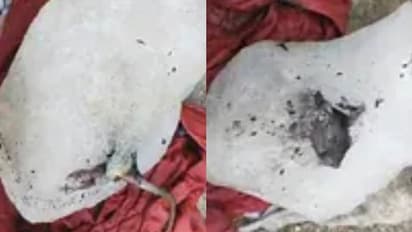  'ജ്യൂസ് അടിക്കാൻ ഐസ് എടുത്തപ്പോൾ അകത്ത് ചത്ത എലി'; ഹോട്ടലുകളിലേക്ക് ഐസ് എത്തിക്കുന്ന കമ്പനിക്കെതിരെ പരാതി