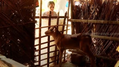 'മക്കളെപ്പോലെ പോറ്റിയതാ'; പേവിഷബാധയേറ്റ് ചത്തത്  ആറ് പശുക്കള്‍,  തെരുവുനായപ്പേടിയിൽ അരിക്കുളം 