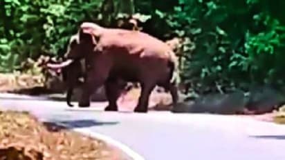 Karnataka: Wild elephant spotted roaming on Charmadi Ghat, biker narrowly escapes