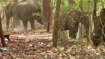 ആശ്വാസ വാര്ത്ത! പാലക്കാട് ട്രെയിൻ തട്ടിയ പരിക്കേറ്റ ആനയ്ക്ക് പരിശോധന, ആരോഗ്യ നിലയിൽ പുരോഗതി