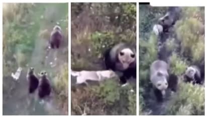 കാണാതായ പട്ടിയെ അന്വേഷിച്ച് ഡ്രോൺ പറത്തി; കരടിക്കുഞ്ഞുങ്ങളുമായി കളിക്കുന്ന വീഡിയോ സോഷ്യൽ മീഡിയയിൽ വൈറൽ