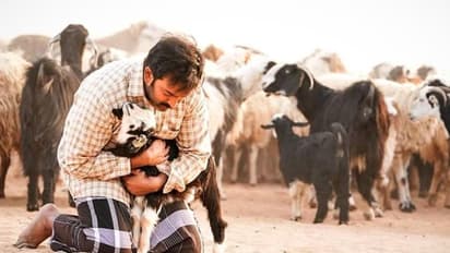 എതിരാളികളില്ലാതെ ബോക്സ് ഓഫീസില് രണ്ടാഴ്ച; 'ആടുജീവിതം' ഇതുവരെ നേടിയത്