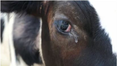 കൊയിലാണ്ടിയില് പേവിഷ ബാധയേറ്റ് നാല് പശുക്കള് ചത്തു