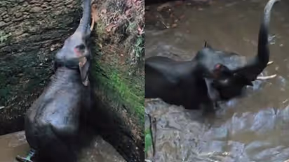 കോതമംഗലത്ത് സ്വകാര്യ വ്യക്തിയുടെ കിണറ്റില്‍ കാട്ടാന വീണു; രക്ഷപ്പെടുത്താൻ തീവ്രശ്രമം