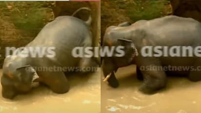 കോതമംഗലത്ത് കിണറ്റിൽ വീണ കാട്ടാനയെ വെള്ളം വറ്റിച്ച ശേഷം മയക്കുവെടി വയ്ക്കും, പ്രദേശത്ത് നിരോധനാജ്ഞ