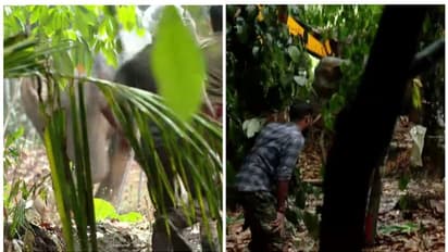 15 മണിക്കൂർ! ദൗത്യം വിജയം; കിണറ്റിൽ വീണ കാട്ടാനയെ രക്ഷപ്പെടുത്തി, കാട്ടിലേക്ക് തുരത്തി; പ്രതിഷേധം ശക്തം