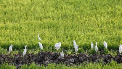 Kerala government allocates Rs. 50 crore to SupplyCo for Paddy procurement; Read on