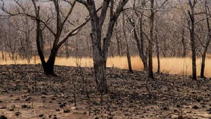 കാടെവിടെ മക്കളെ? 2000 മുതൽ ഇന്ത്യയ്ക്ക് നഷ്ടമായത് 2.33 ദശലക്ഷം ഹെക്ടർ മരം