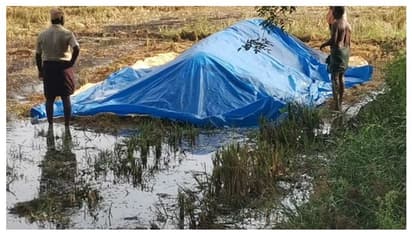 കൊയ്ത്ത് കഴിഞ്ഞ് വയലിൽ കൂട്ടിയിട്ട നെല്ല് വെള്ളം കയറ്റി മുക്കി; പിന്നിൽ സാമൂഹ്യവിരുദ്ധർ