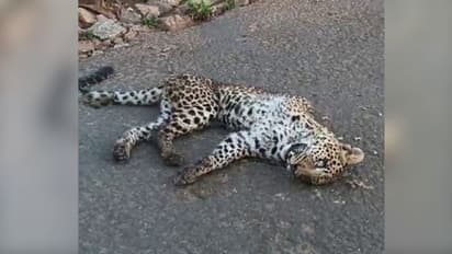 പാലക്കാട് റോഡിന് നടുവിൽ പുലിയെ ചത്ത നിലയില് കണ്ടെത്തി