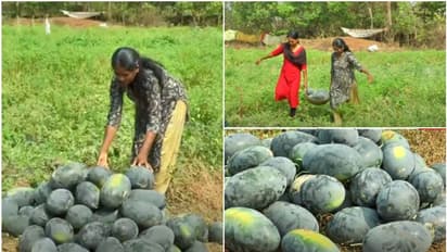 73 ദിവസം, ഒരേക്കറിൽ തണ്ണിമത്തന്‍ കൃഷി, ഉപയോഗിച്ചത് ജൈവവളം; നൂറുമേനി വിജയഗാഥയുമായി പാടിയിലെ വീട്ടമ്മ പ്രേമ