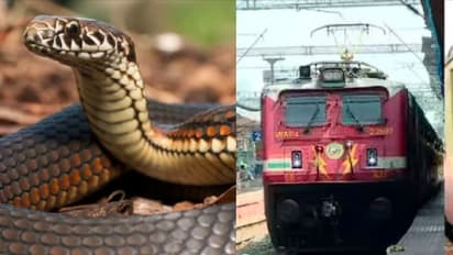 ರೈಲಲ್ಲೂ ಹಾವು ಬಂದ್ರೆ ಏನಪ್ಪಾ ಮಾಡೋದು: ಯುವಕ ಆಸ್ಪತ್ರೆಗೆ ದಾಖಲು