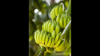 ನೈಸರ್ಗಿಕವಾಗಿ ಬಾಳೆಕಾಯಿ ಹಣ್ಣಾಗಿಸಲು ಮಹಿಳೆಯ ಸೂಪರ್ ಐಡಿಯಾ, ವೀಡಿಯೋ ವೈರಲ್