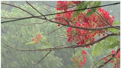 ചൂടിന് അറുതിയായി ആശ്വാസ വാർത്ത! അടുത്ത മാസം അവസാന ആഴ്ചയോടെ കാലവർഷമെത്തും, പതിവിലും നേരത്തെ!