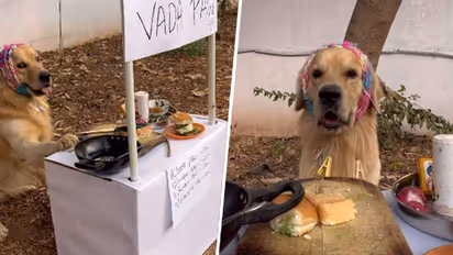 VIRAL video alert!: Golden Retriever named Oscar sells 'Vada Paw'; Kusha Kapila wants his location (WATCH)