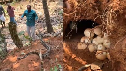 കുട്ടികൾ പറമ്പിൽ കളിച്ചുകൊണ്ടിരിക്കെ സംശയം തോന്നി നോക്കി; കൂറ്റൻ പെരുമ്പാമ്പ് കാവലിരുന്നത് 35 മുട്ടകൾക്ക്