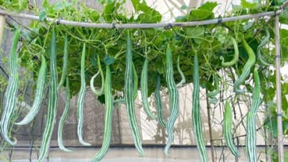 शरीर से छूमंतर हो जाएगा एक्स्ट्रा फैट,बस खाने में शामिल करें ये 'जादुई' सब्जी 